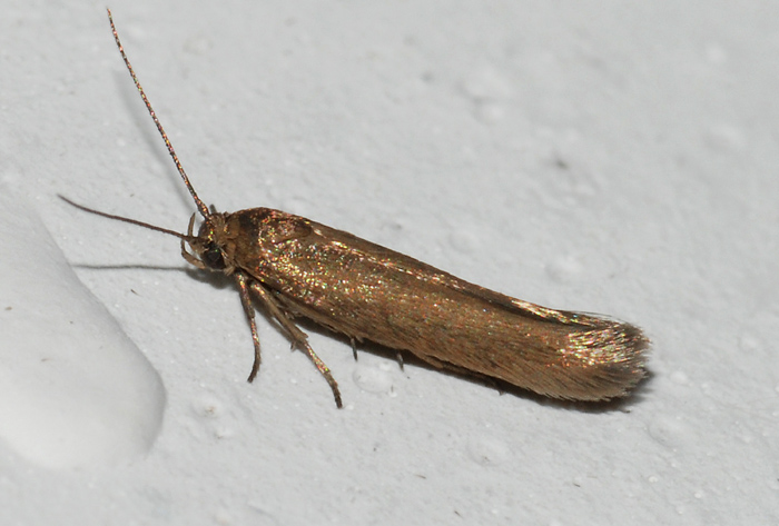 Scythrididae